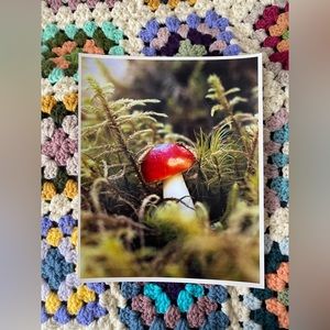 8x10 satin photography print/ nature/ mushroom
